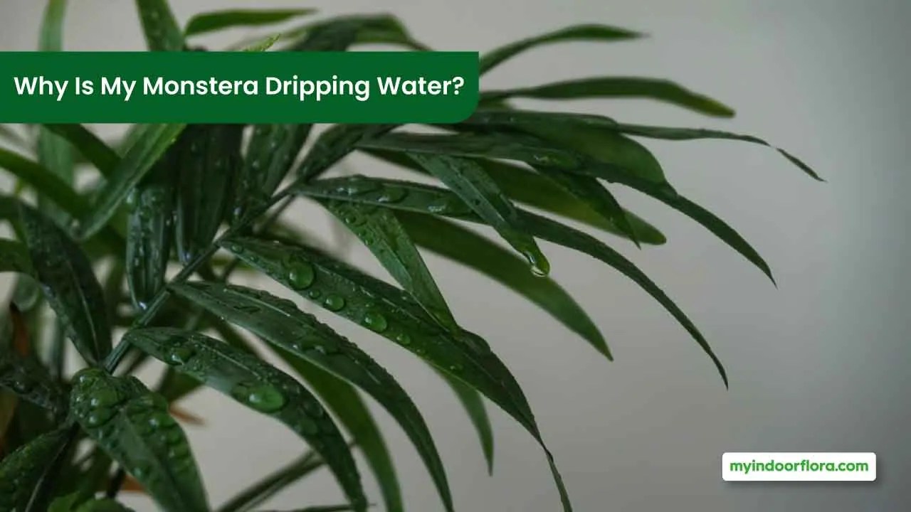 Why Is My Monstera Dripping Water? [Guttation Explained]