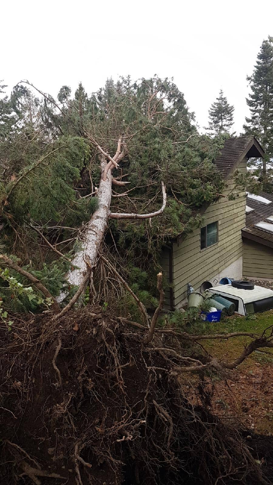Storm & PreStorm Damage Pine Valley Tree Services