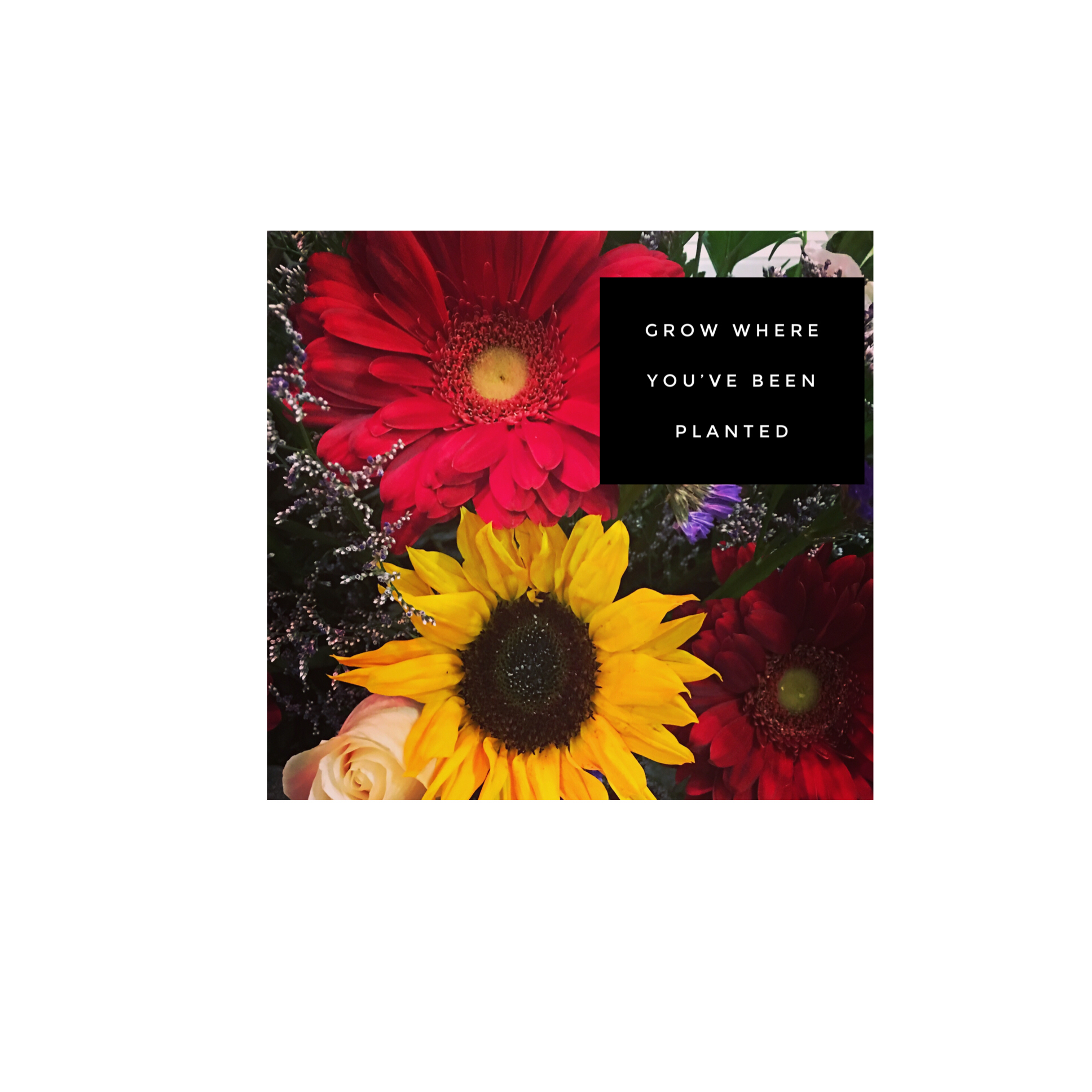 Grow Where You’ve Been Planted My Joyous Heart