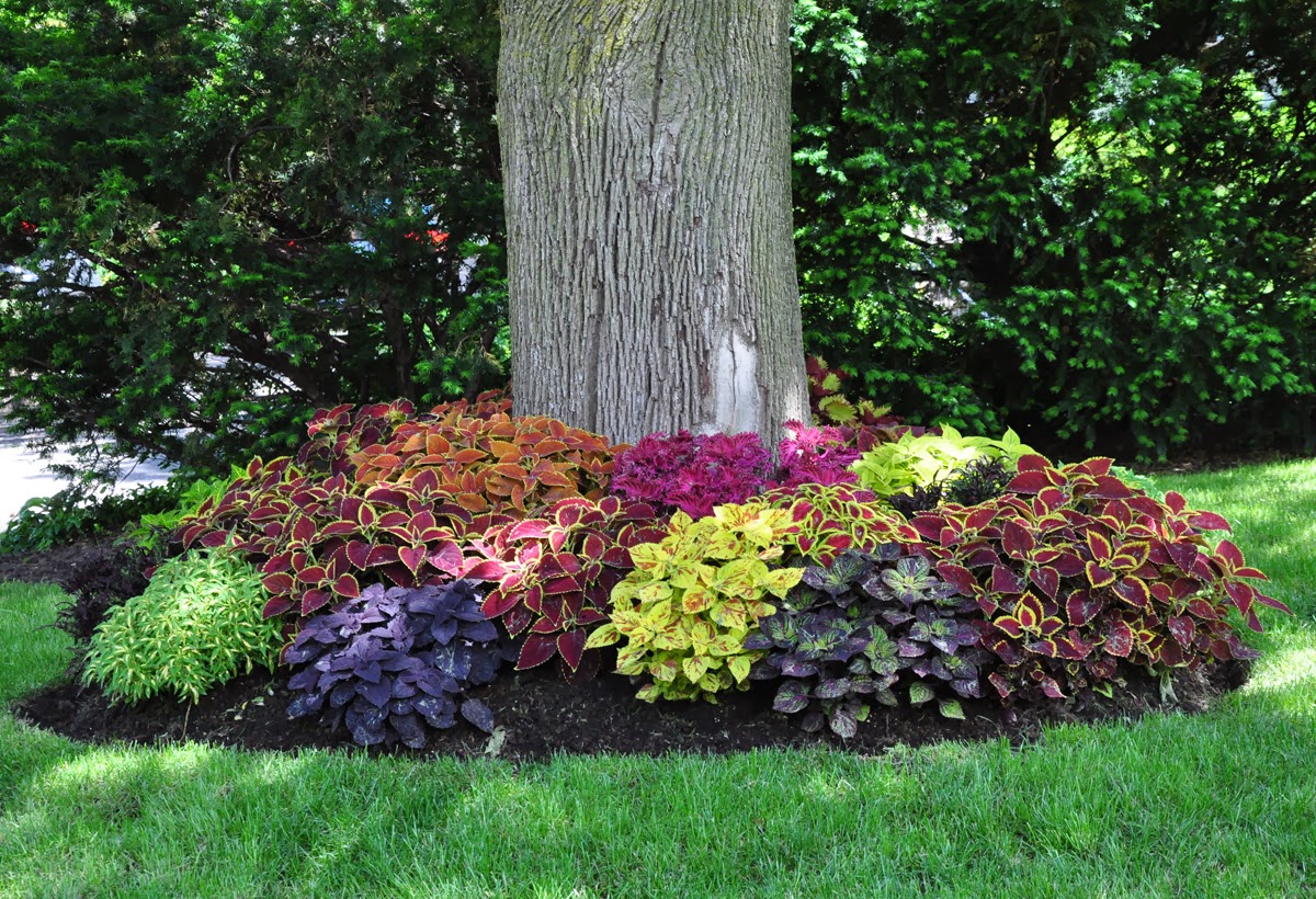 Clever Tips of How to Landscape Around Trees
