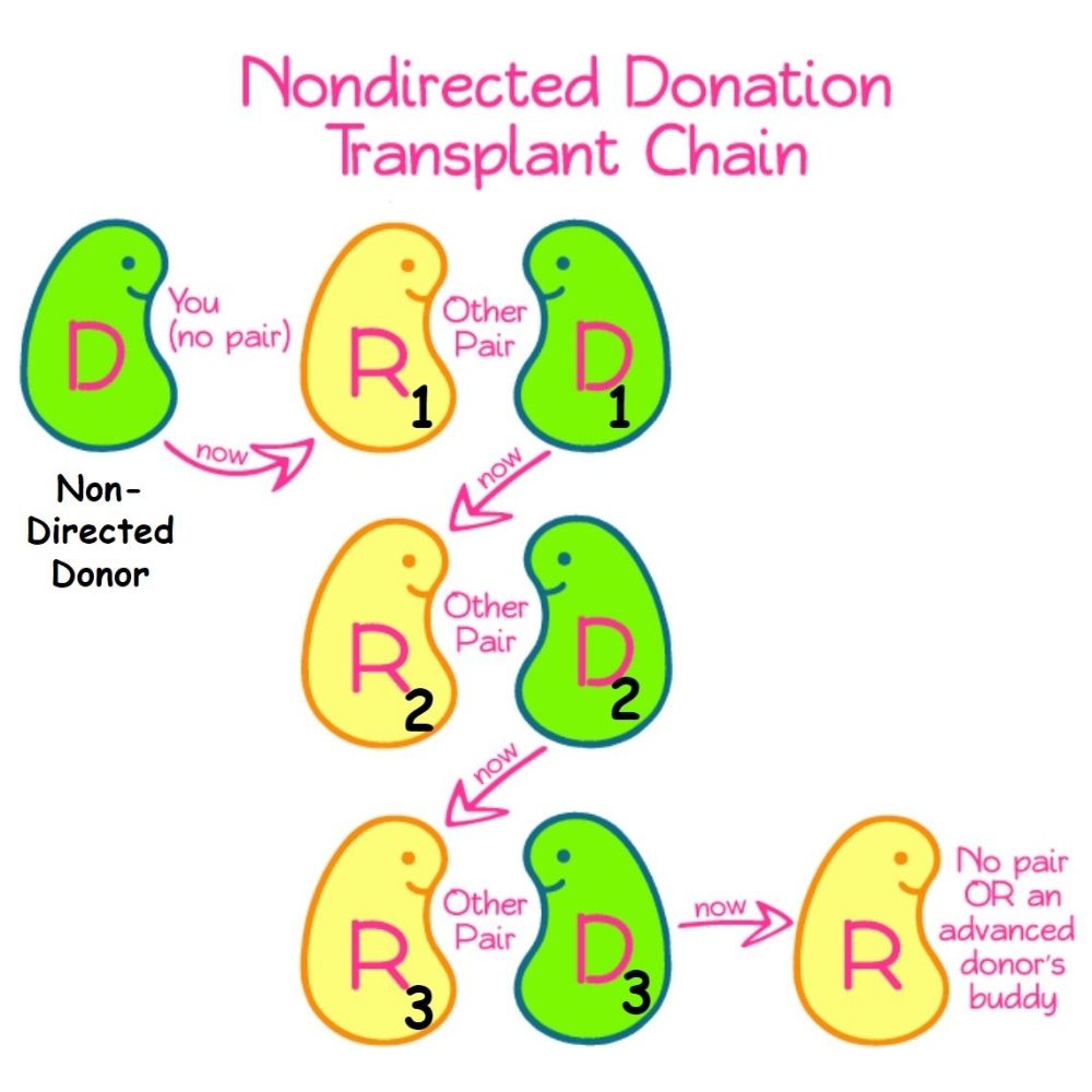How Does a Kidney Transplant Chain Work? Kidney Donor Conversations