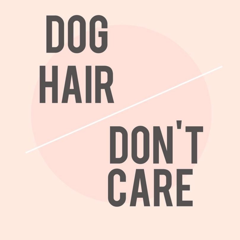 The Right Detergent for Washing Pet Blankets My Kid Has Paws