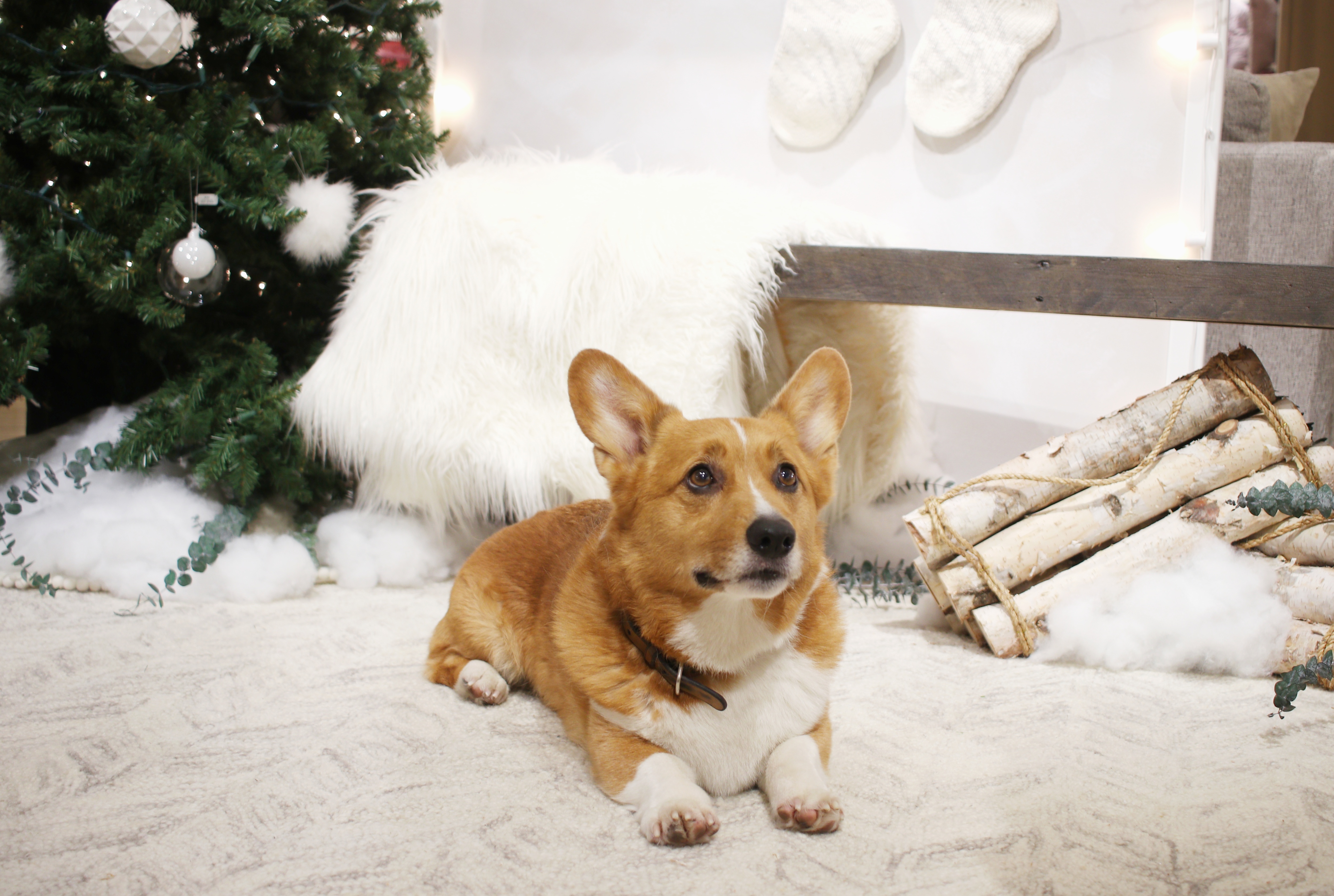 Are Dogs Allergic To Christmas Trees