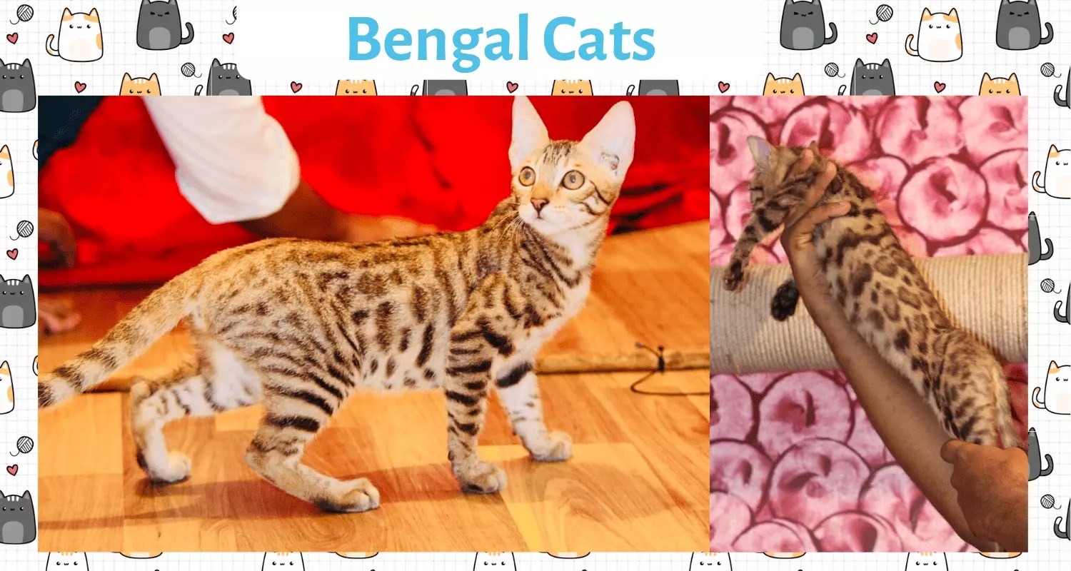 Bengal Cat For Sale Online in India At Best Price Mykitten