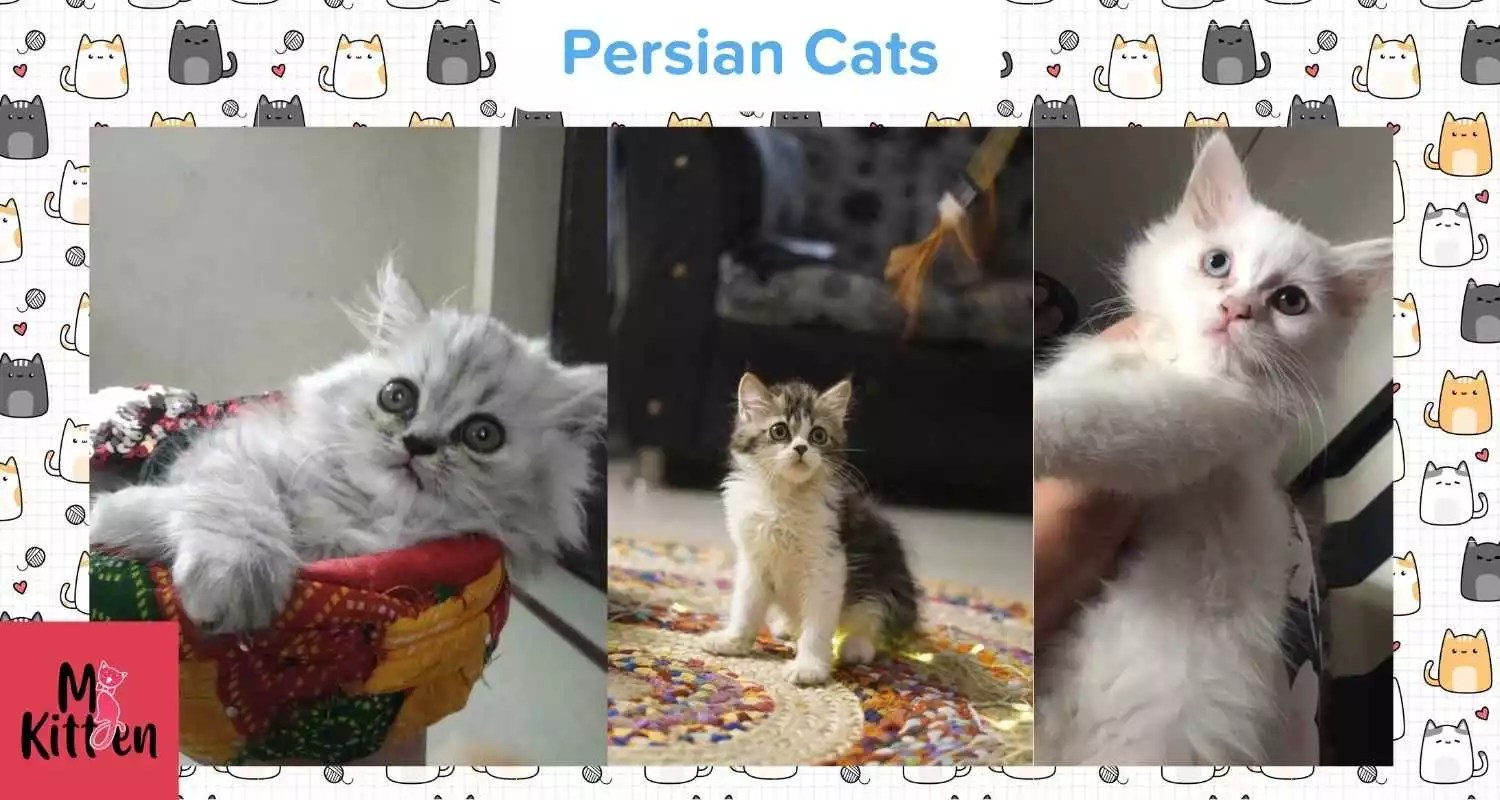 Persian Cat for Sale in Chennai Tamil Nadu Disease Free Kittens