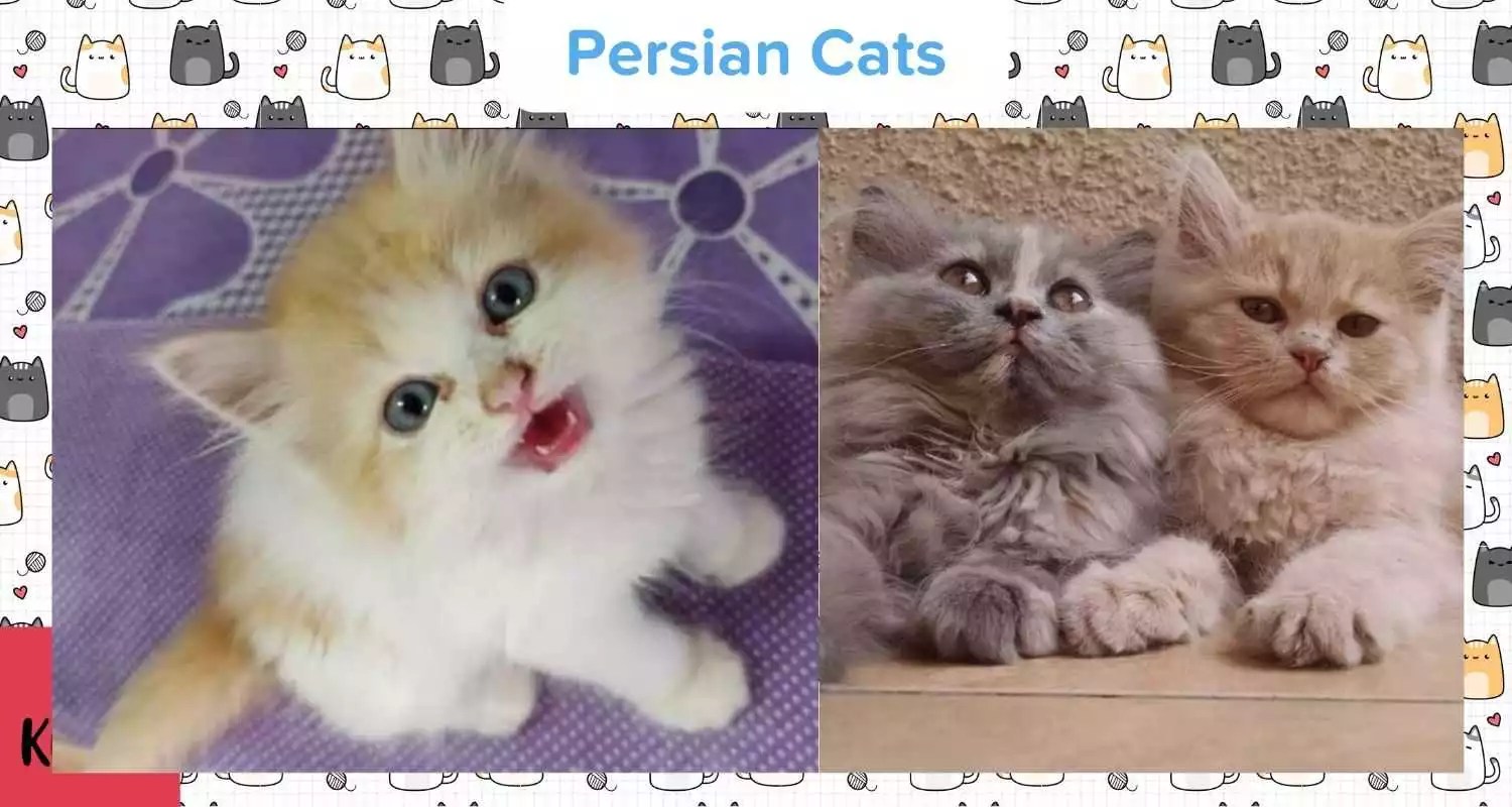 Persian Cat for Sale in Chennai Tamil Nadu Disease Free Kittens