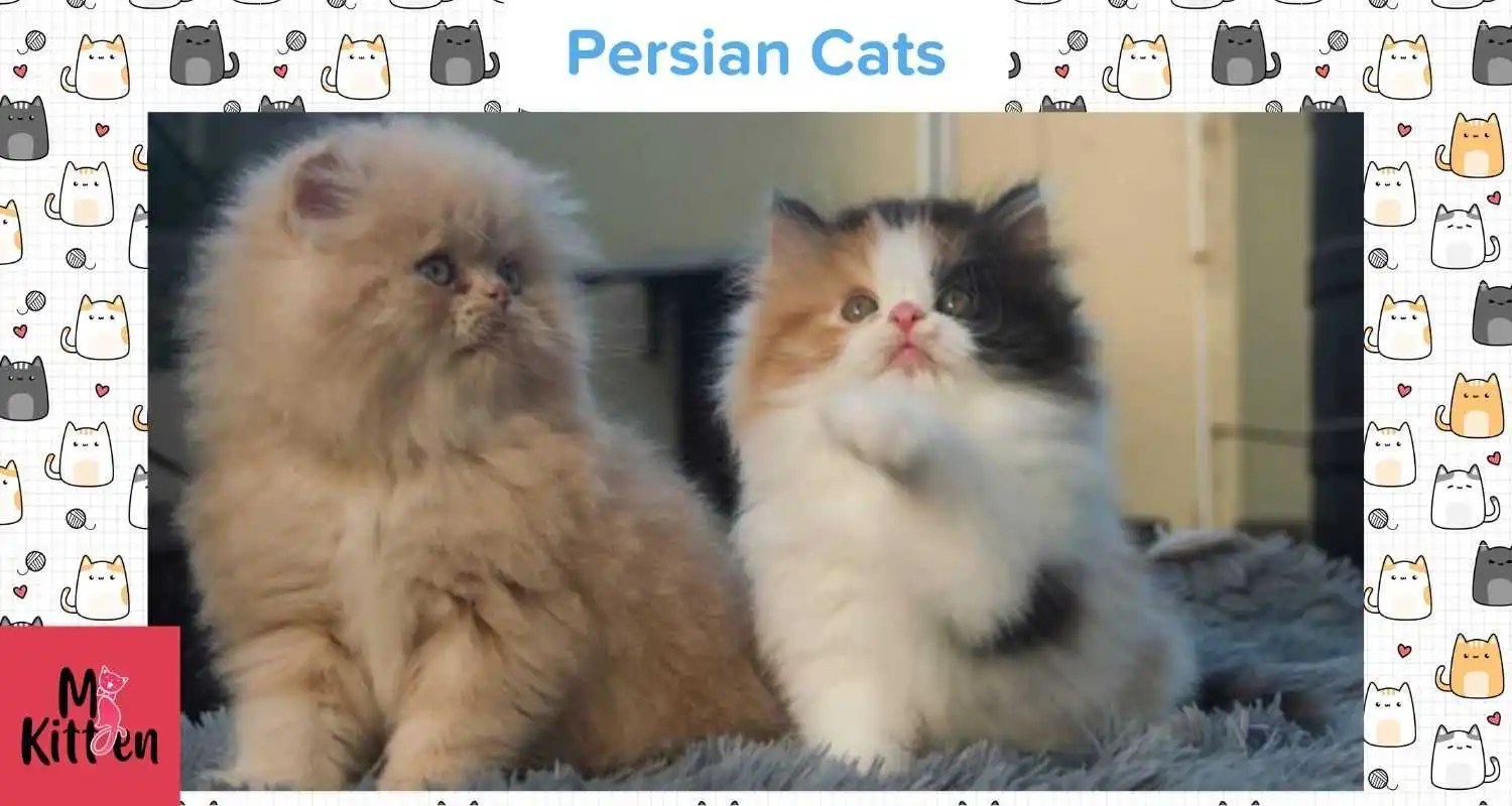 Persian Cat For Sale Buy Persian Kittens Online At Best Price