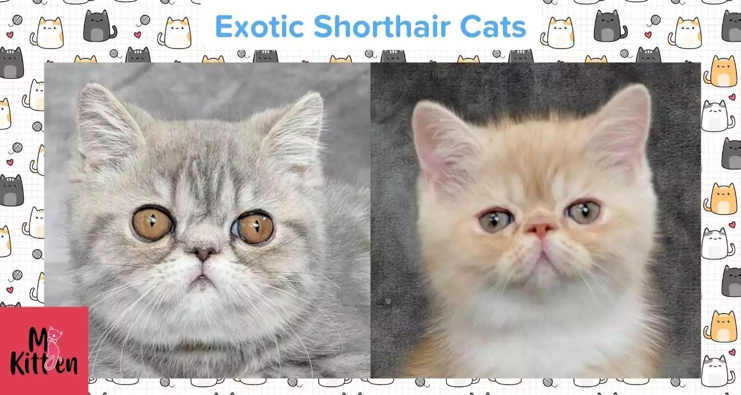 Exotic Shorthair Kittens For Sale in India