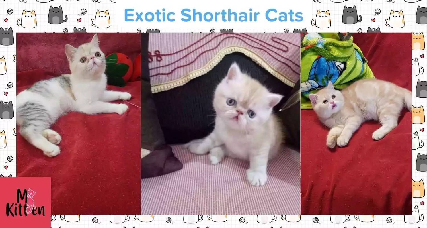 Exotic Shorthair Kittens For Sale in India