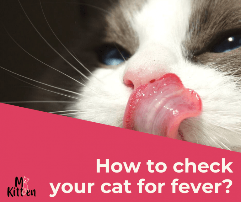 How To Tell If Cat Has Temperature at Barreiro blog