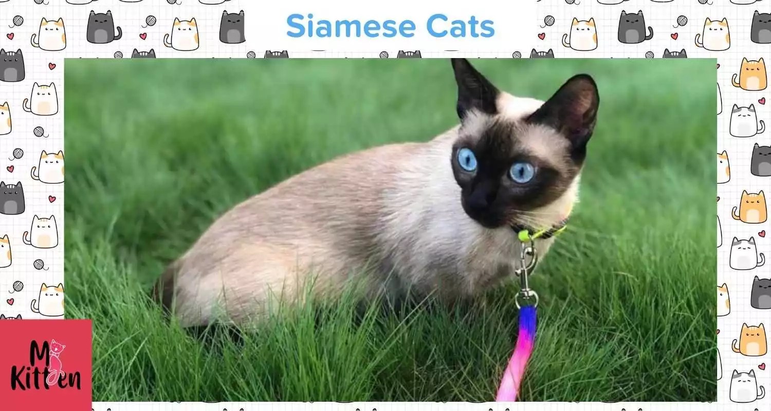 Buy Siamese Kitten Cat For Sale Online in India At Best Price