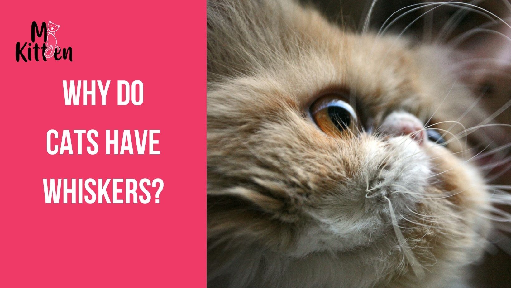 Why Do Cats Have Whiskers?