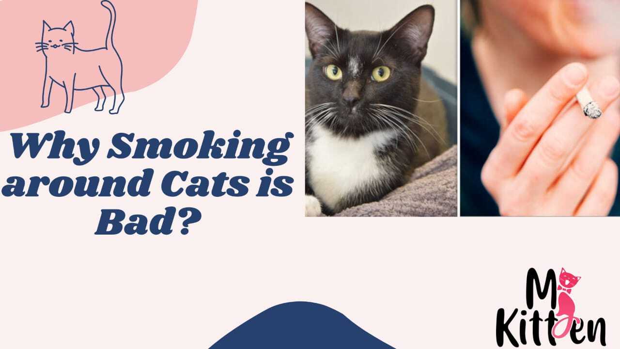 Why Smoking Around Cats Is Bad