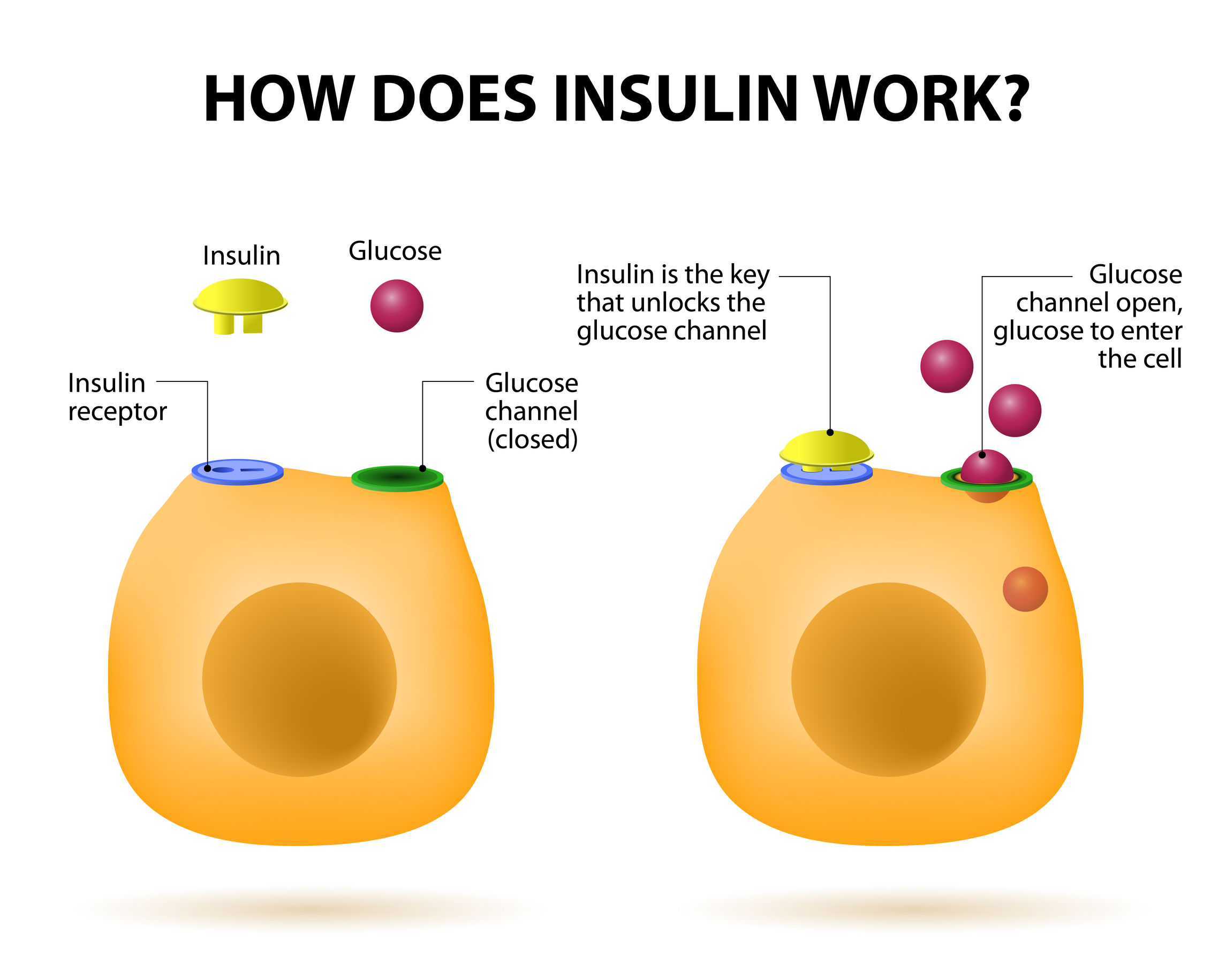 Meccanismo InsulinaGlicemia MyLab Experiment