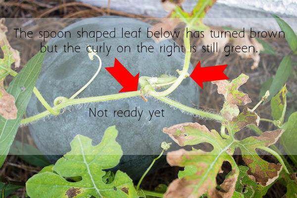 When to Harvest Watermelon My Life Abundant