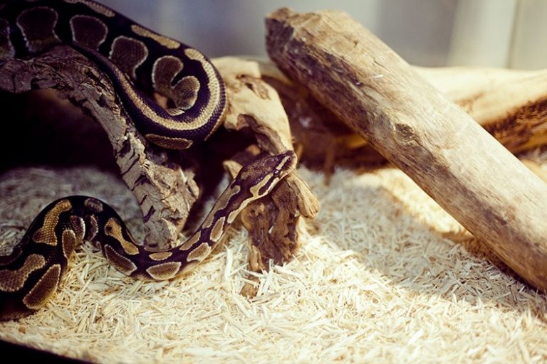 Best Bedding for Ball Python & Snakes Reviews 2019 Easy choice for you