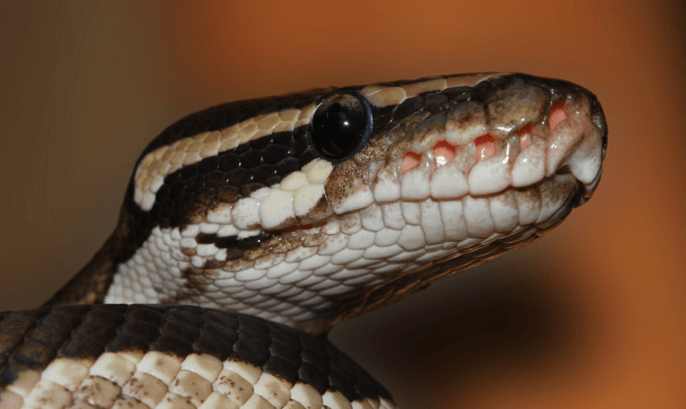 Top 10 Best Light for Ball Python Reviews & Guide 2019 My Life Pets