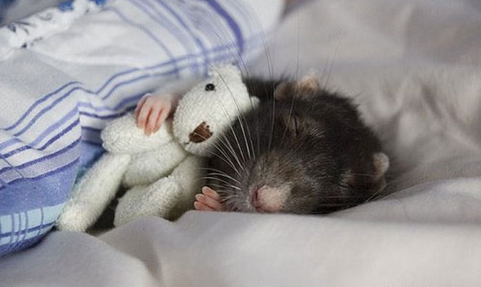 The 12 Best Bedding for Rats Reviews 2019 My Life Pets