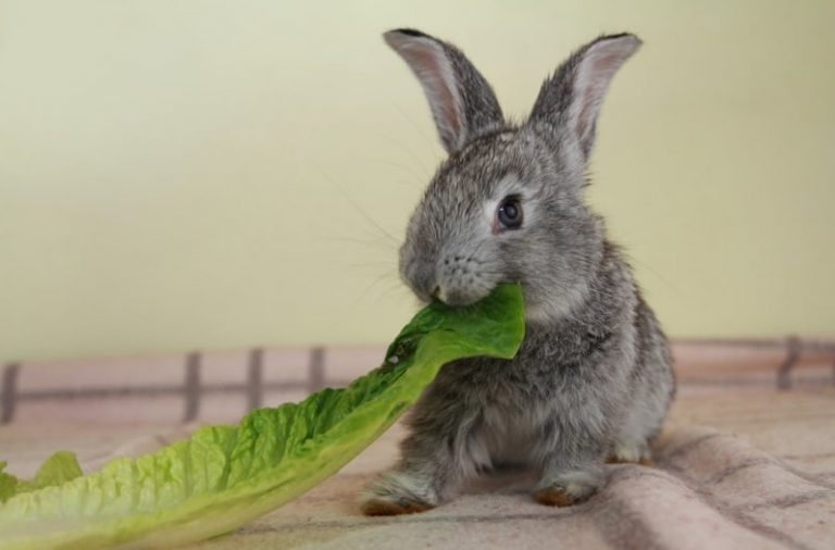 The 12 Best Rabbit Treats 2022 Reviews & Guide My Life Pets