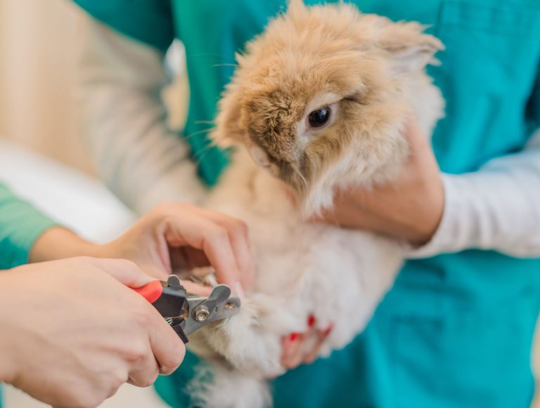 The Best Nail Clippers for Rabbits Reviews & Guide 2022 My Life Pets