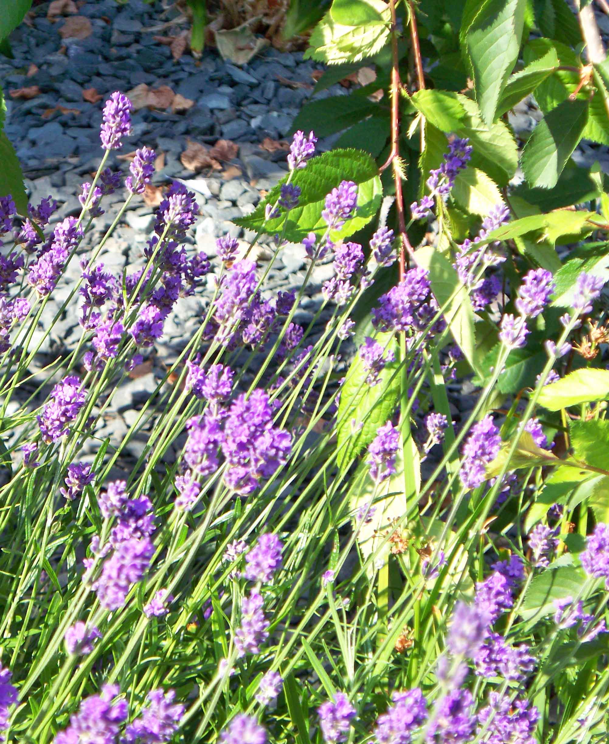 11 of the Very Best Perennial Ground Cover Page 6 of 12 My List of