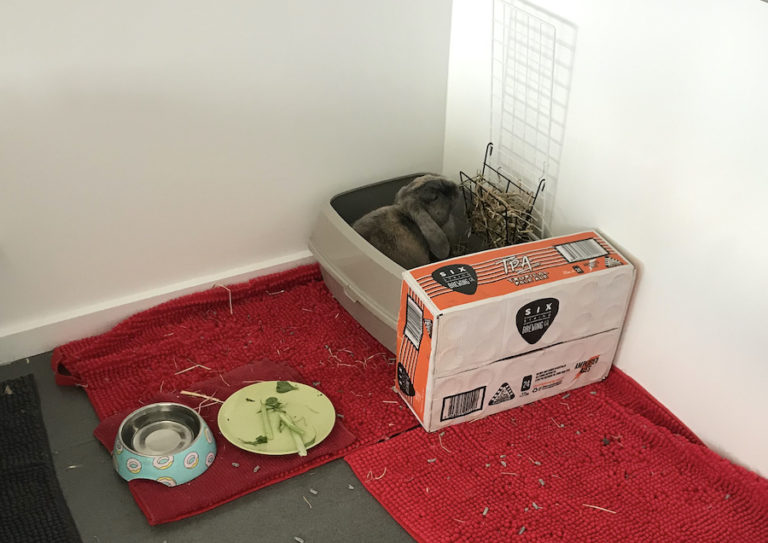 Help! My Rabbit Is Digging in His Litter Box My Little Bun Bun