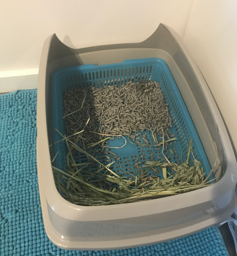 Help! My Rabbit Is Digging in His Litter Box My Little