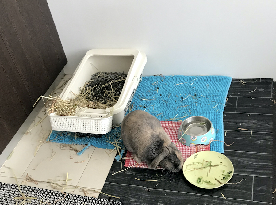 Help! My Rabbit Is Digging in His Litter Box My Little
