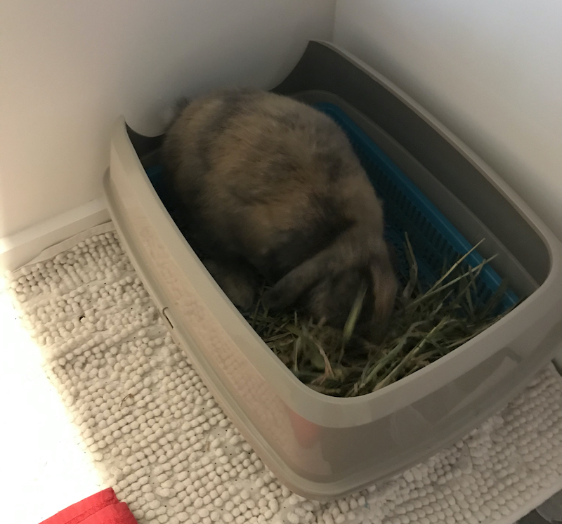 Help! My Rabbit Is Digging in His Litter Box My Little