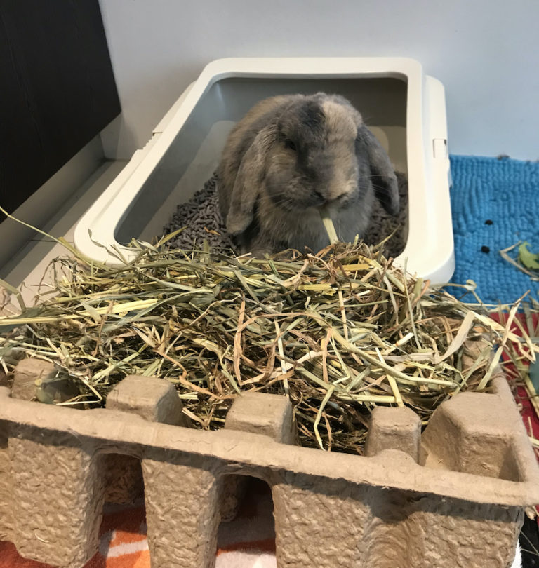 Help! My Rabbit Is Digging in His Litter Box My Little