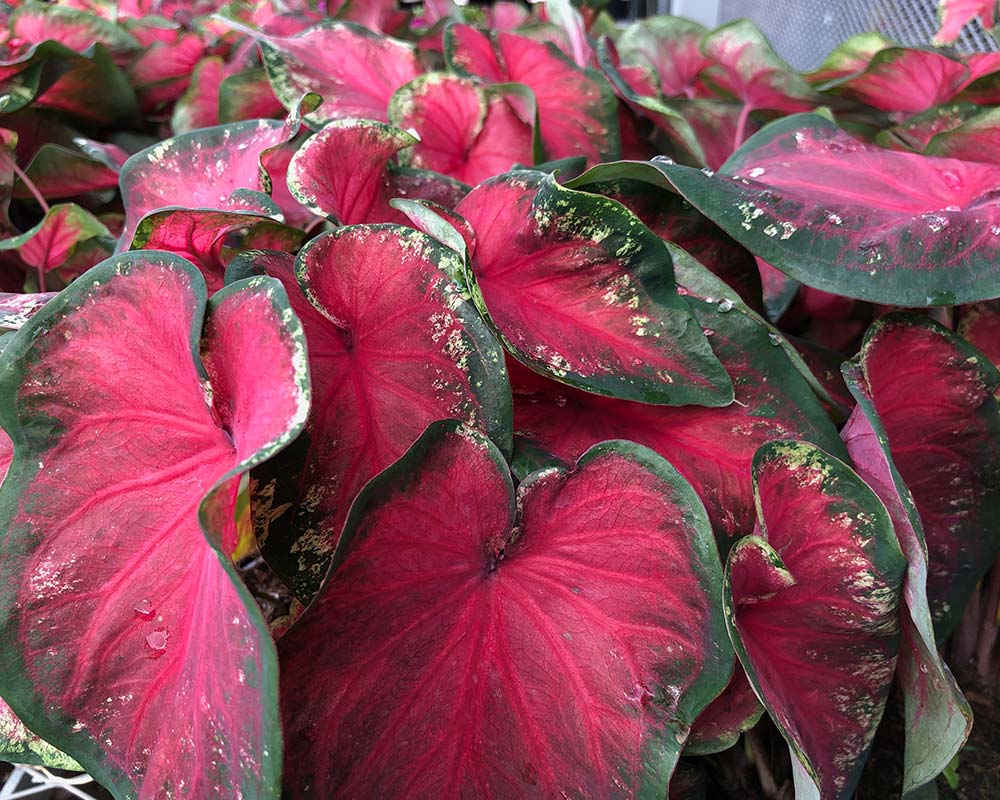 10 House Plants with Red Leaves (with pictures) My Little Jungle