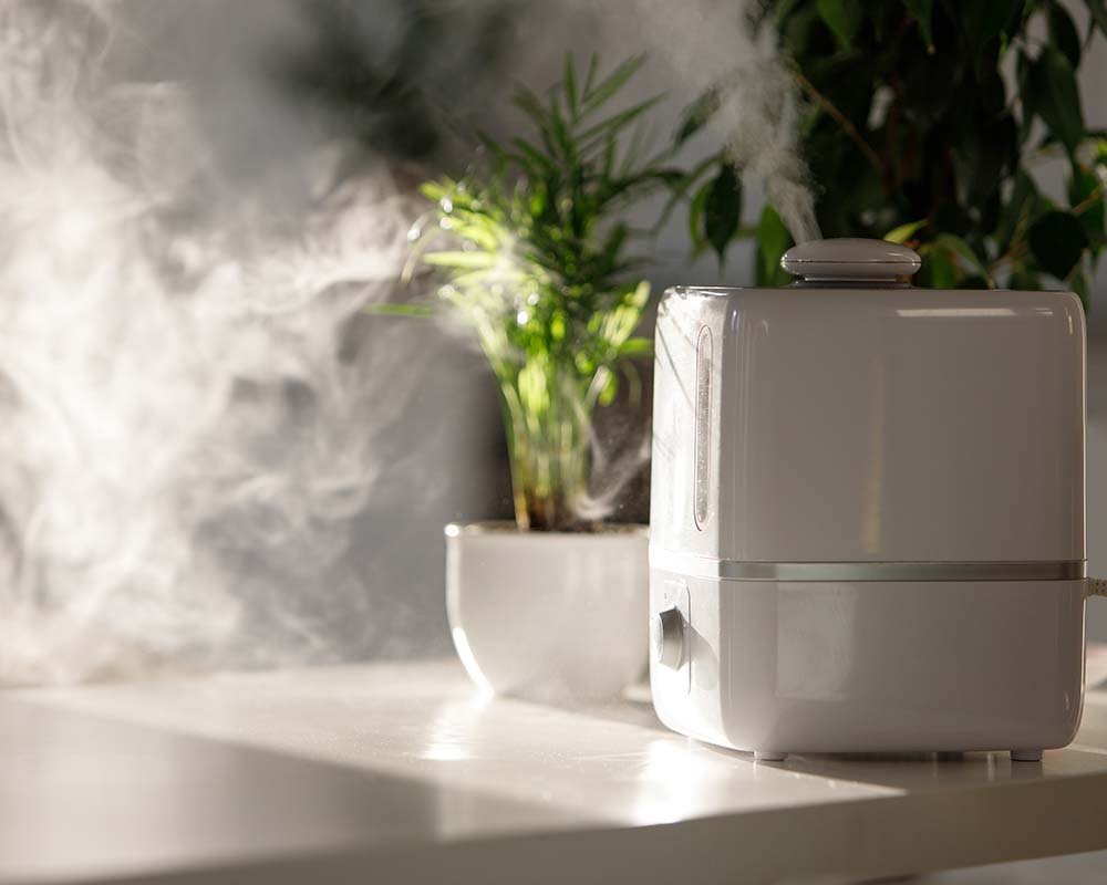 How to Increase Humidity for Houseplants? My Little Jungle