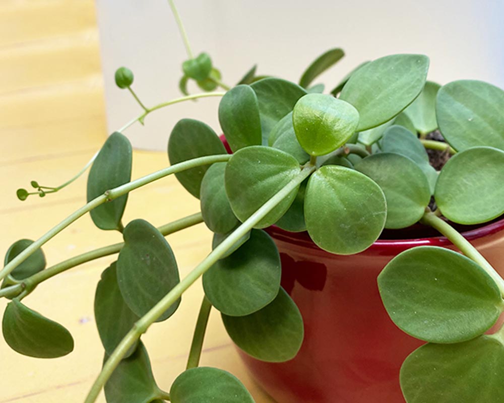 Peperomia Hope Plant Care My Little Jungle