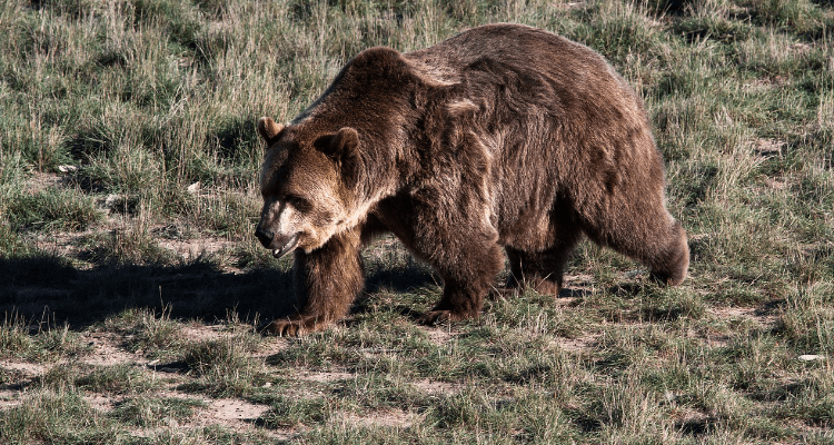 6 grizzly bears killed in single week in northwest Montana
