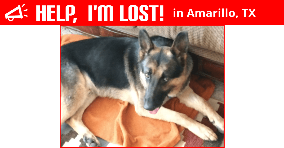 Lost Dog (Amarillo, Texas) Beau