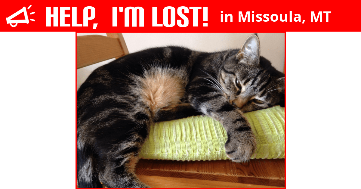 Lost Cat (Missoula, Montana) Sophie