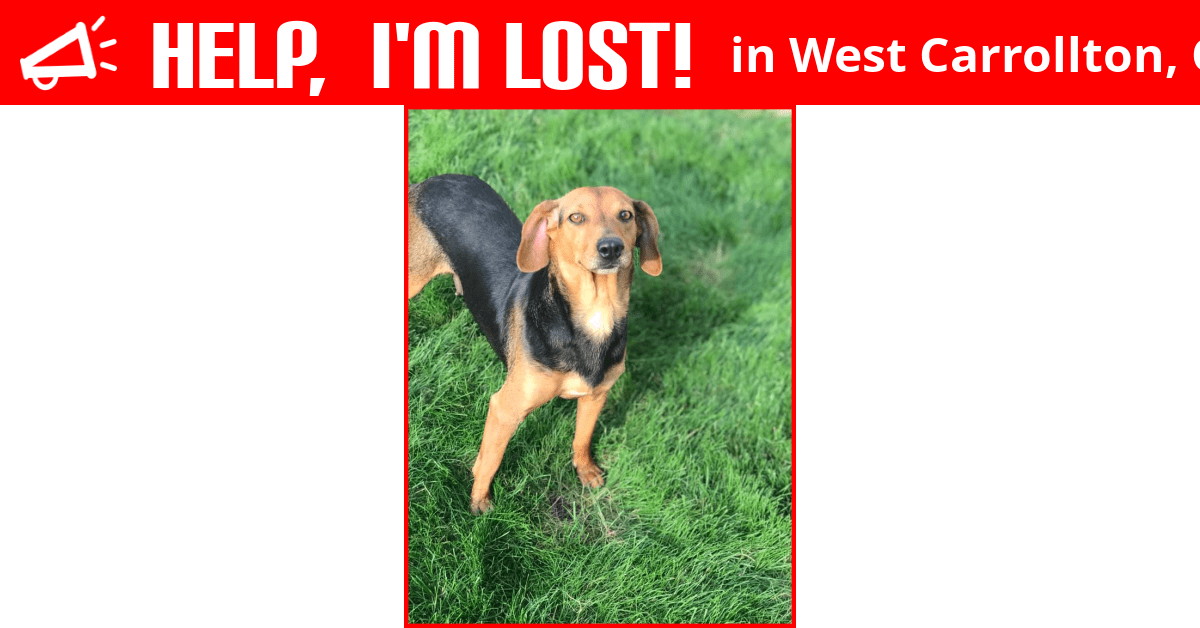Lost Dog (West Carrollton, Ohio) Momma
