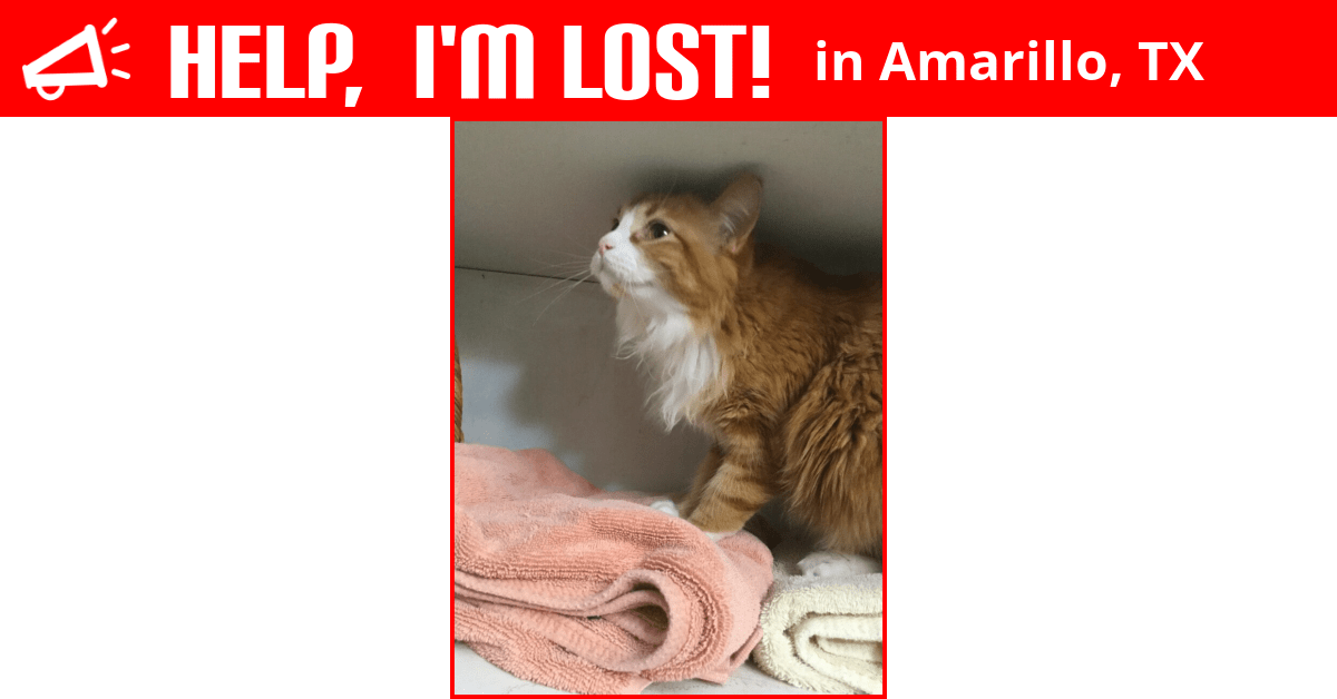 Lost Cat (Amarillo, Texas) Nala