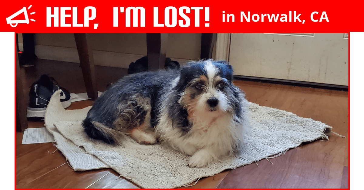 Lost Dog (Norwalk, California) Fifi