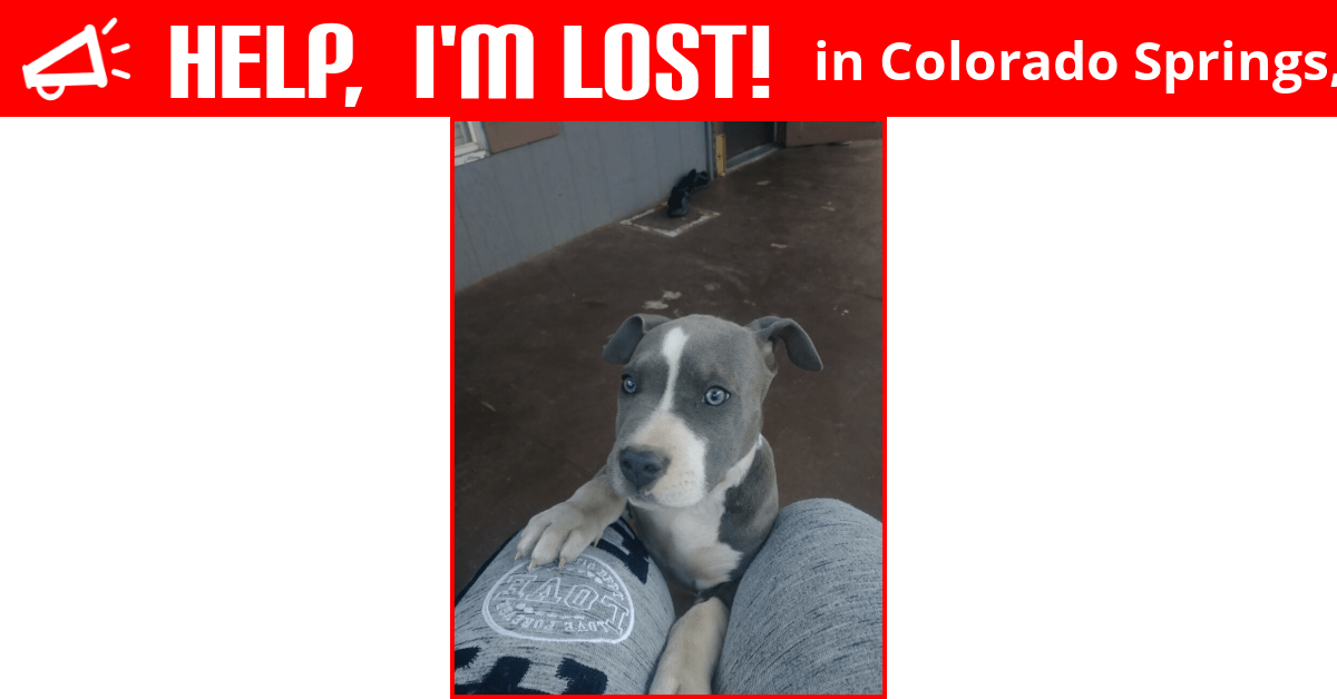 Lost Dog (Colorado Springs, Colorado) Jr