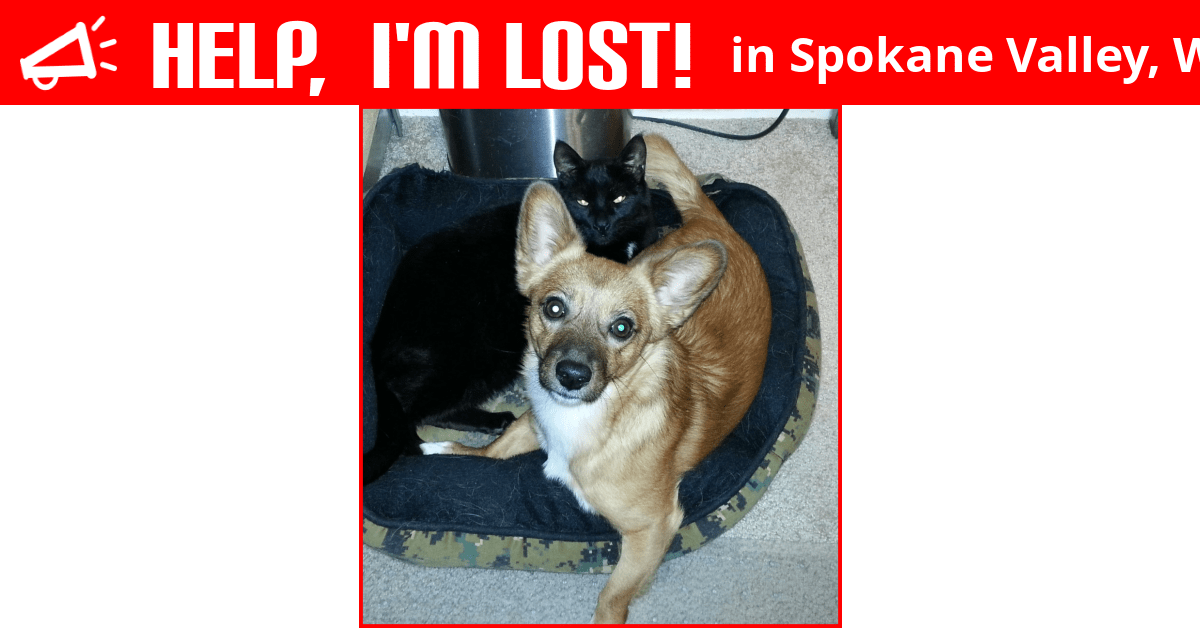 Lost Dog (Spokane Valley, Washington) Boone