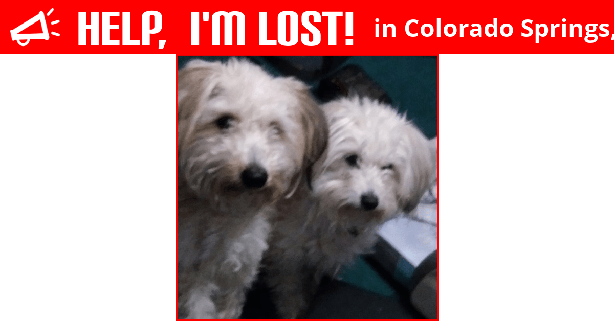 Lost Dog (Colorado Springs, Colorado) Millie