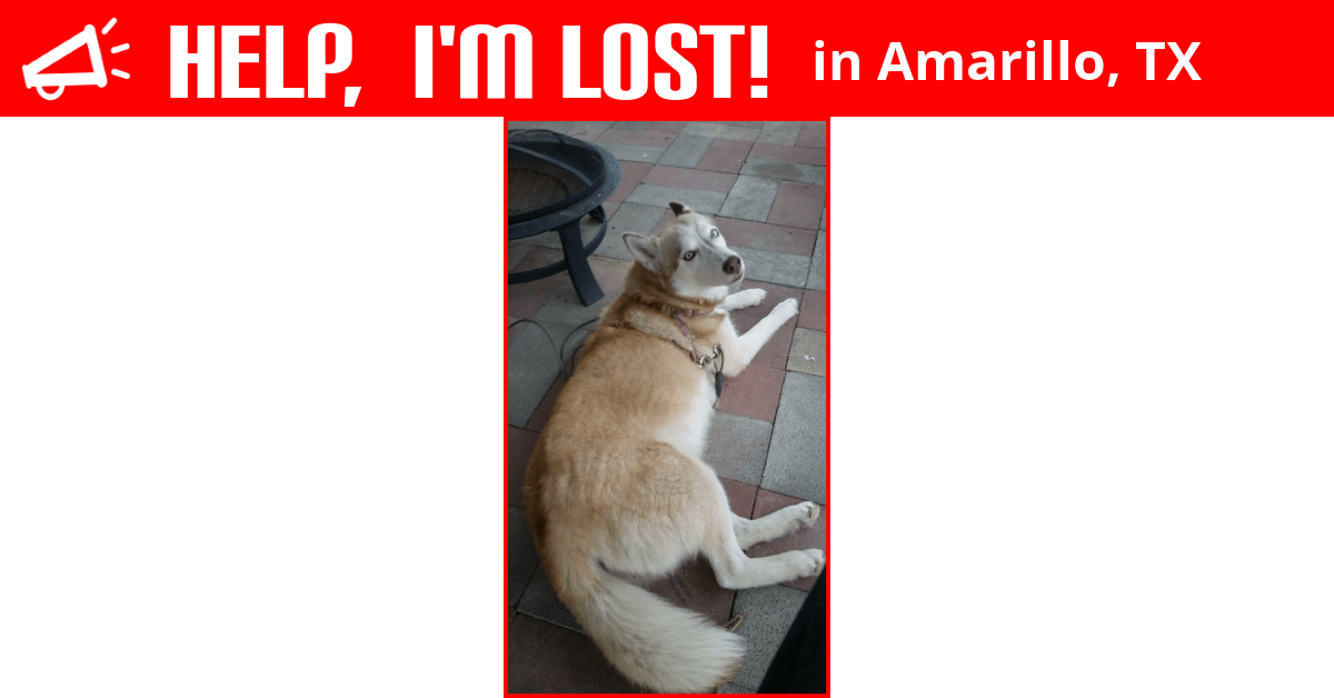 Lost Dog (Amarillo, Texas) Cicada