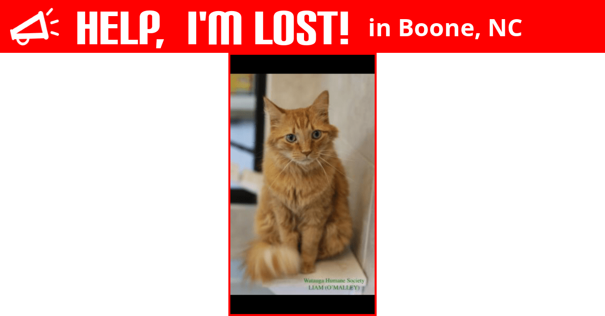 Lost Cat (Boone, North Carolina) Dante