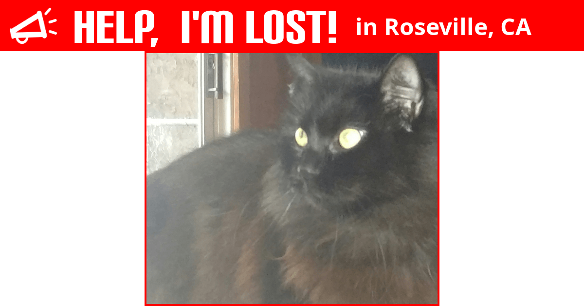Lost Cat (Roseville, California) Voldimort