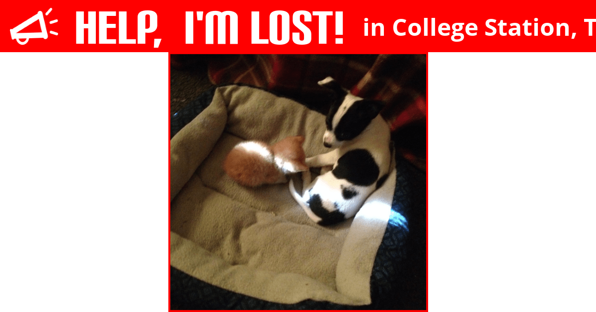 Lost Dog (College Station, Texas) Uno