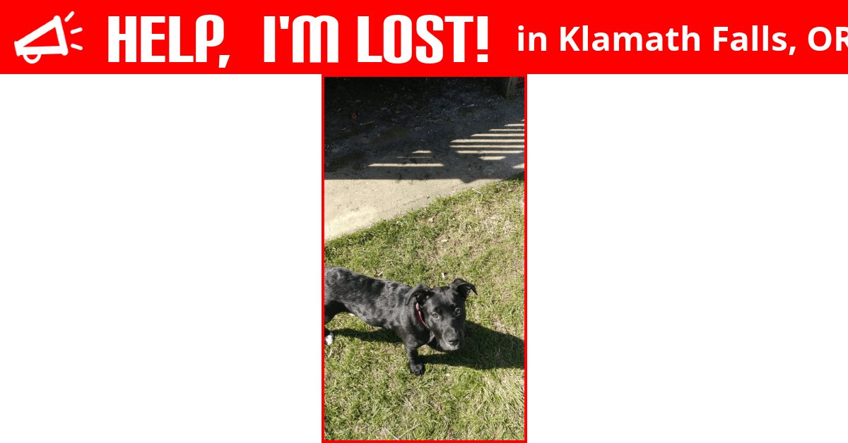 Lost Dog (Klamath Falls, Oregon) Sadie