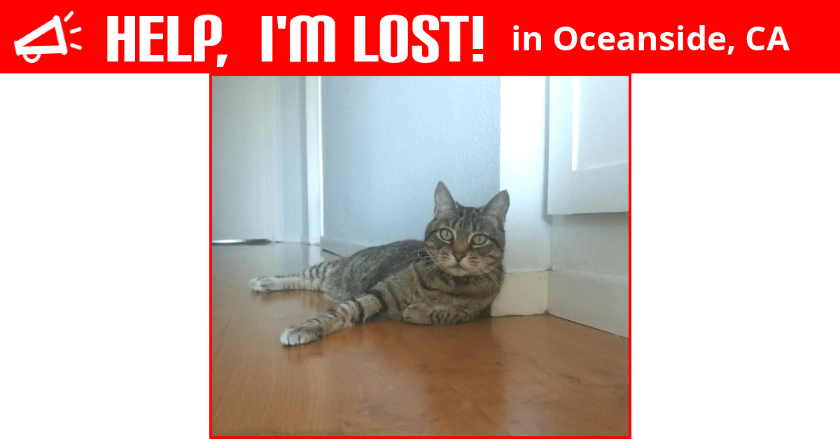 Lost Cat (Oceanside, California) Fozzie Bear