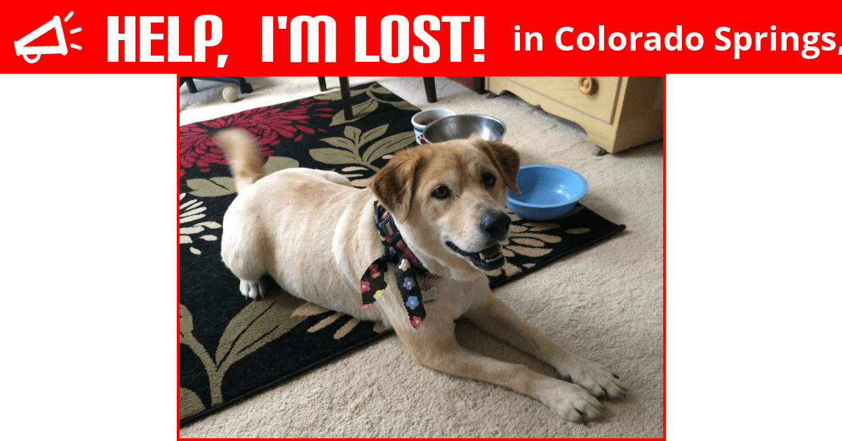 Lost Dog (Colorado Springs, Colorado) Mya