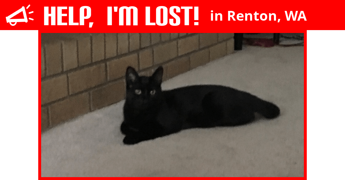 Lost Cat (Renton, Washington) Cosmo